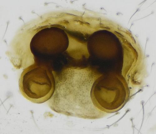 Réf. 215 243 : Dipoena melanogaster